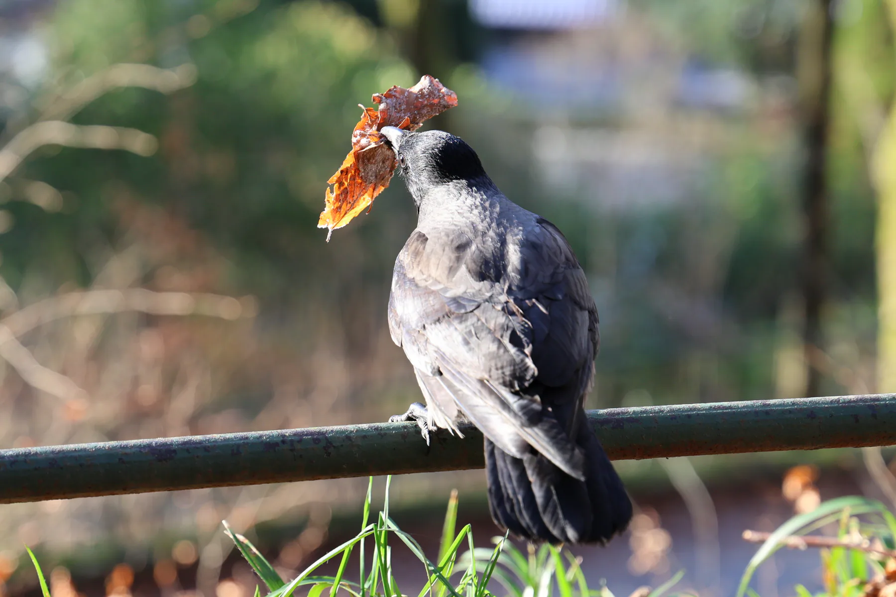 A hooded crow holding an autumn leaf in its beak