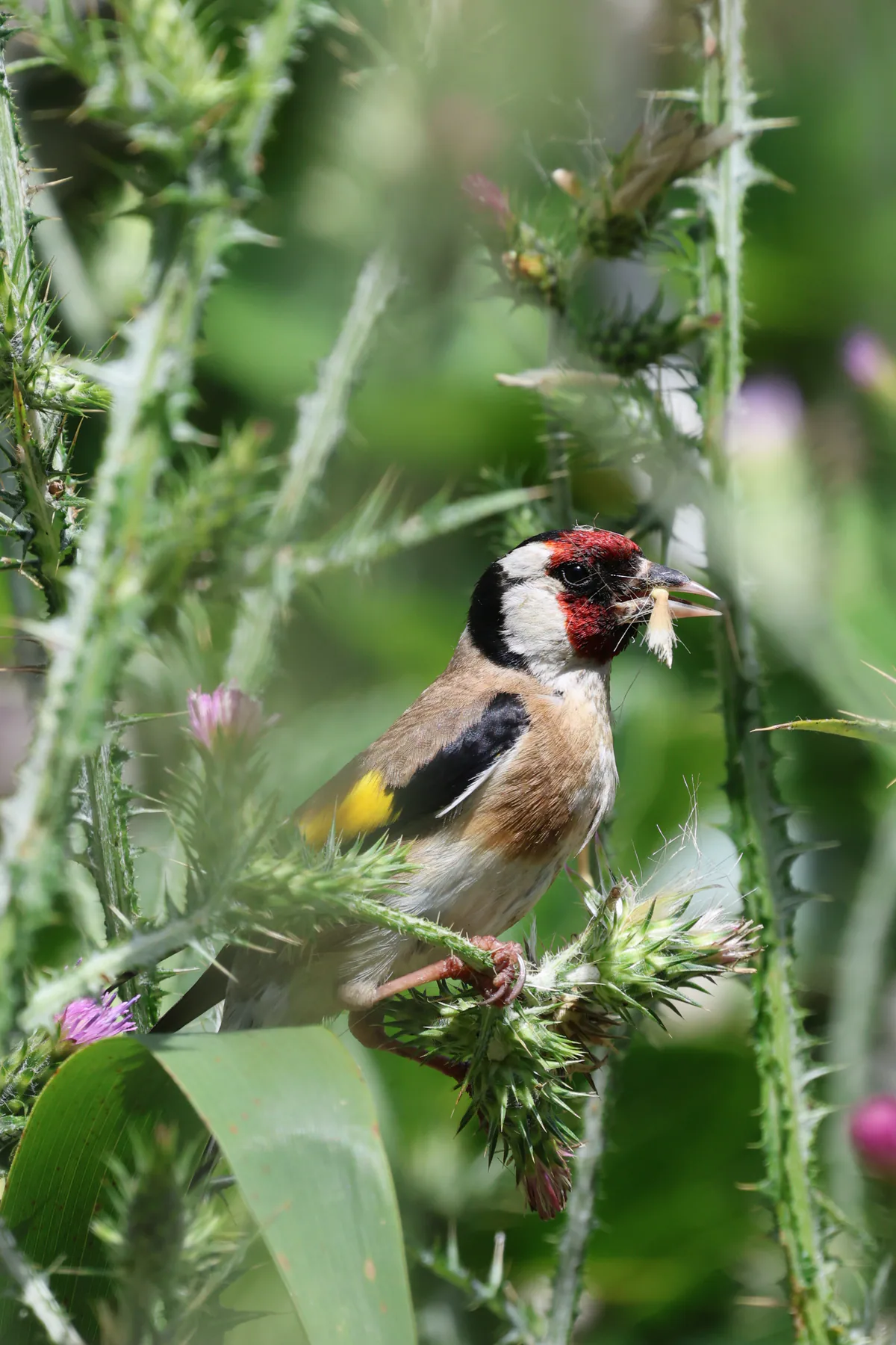 A European goldfinch perched among green thistles