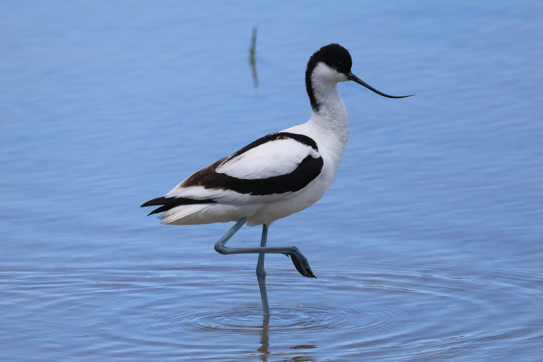 A pied avocet standing in shallow blue water