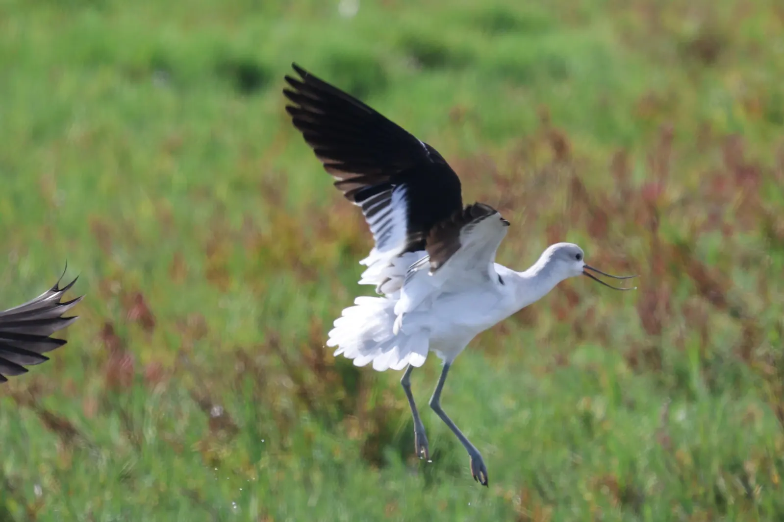 An American Avocet in flight above green marsh vegetation.