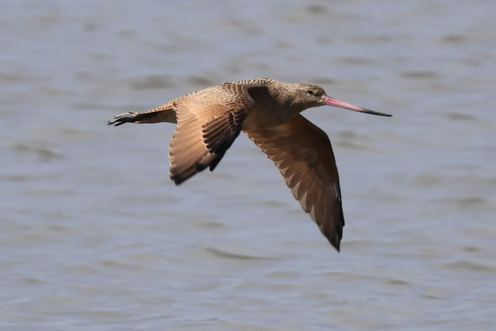 A Marbled Godwit flying over water with cinnamon-coloured wings extended.
