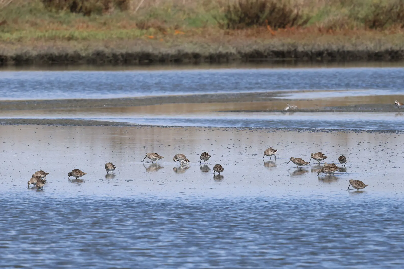 A flock of dowitchers feeding across a shallow tidal mudflat.