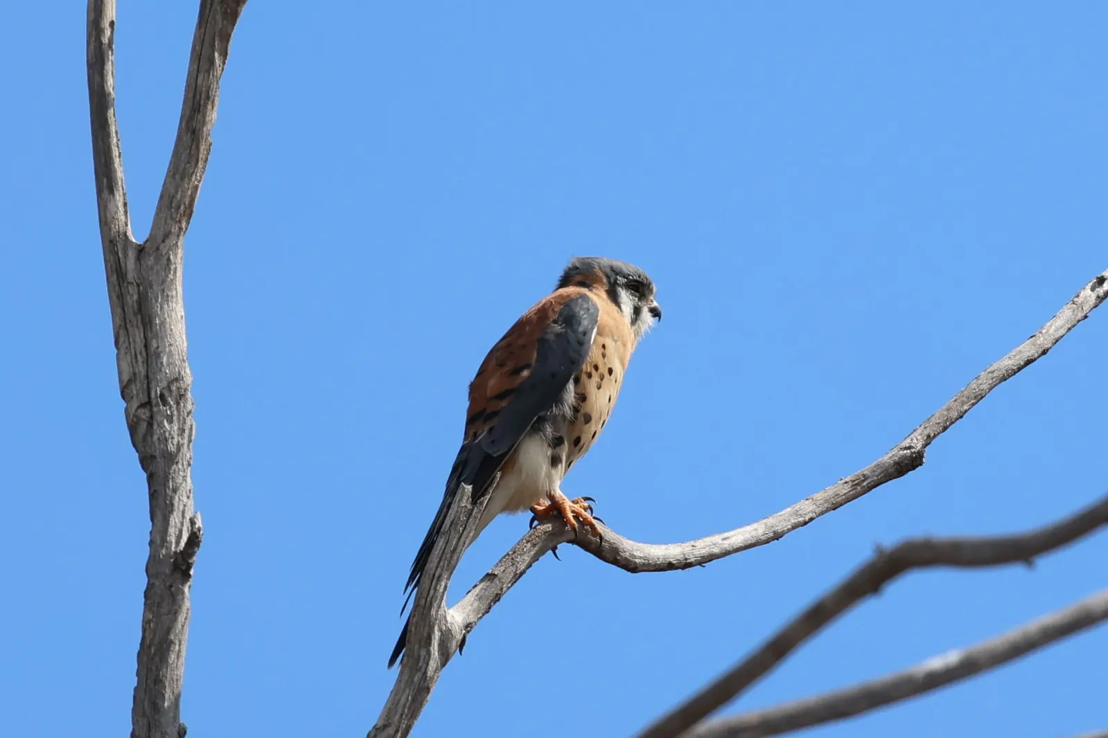 An American Kestrel perched on a bare branch against blue sky.