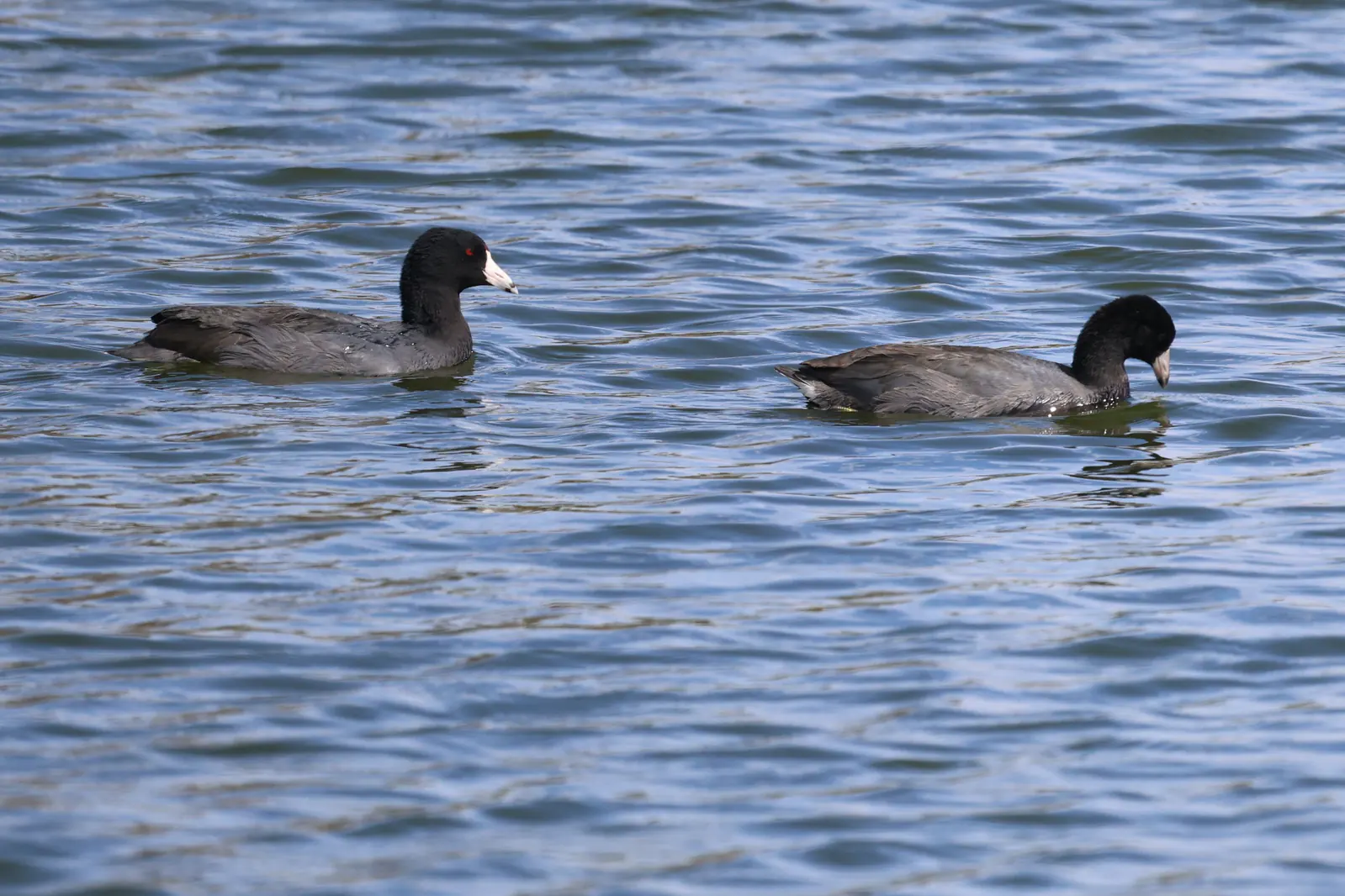 Two American Coots with white bills swimming on blue water.