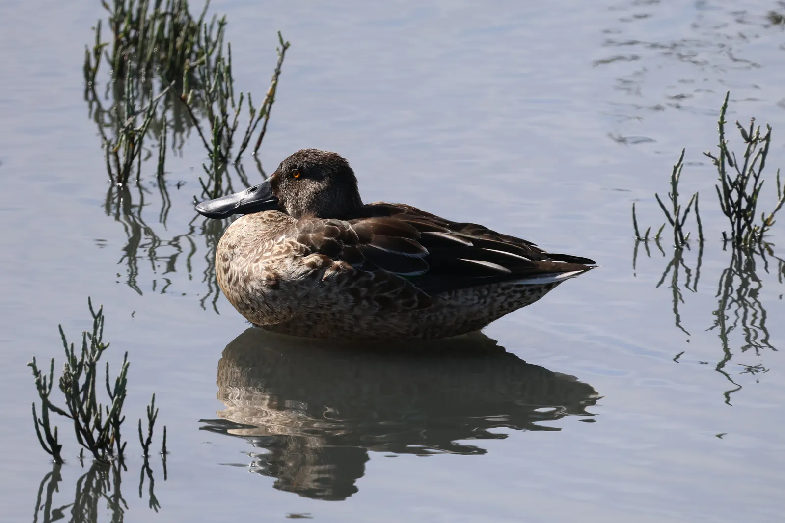 A Northern Shoveler resting in shallow water beside salt-marsh plants.