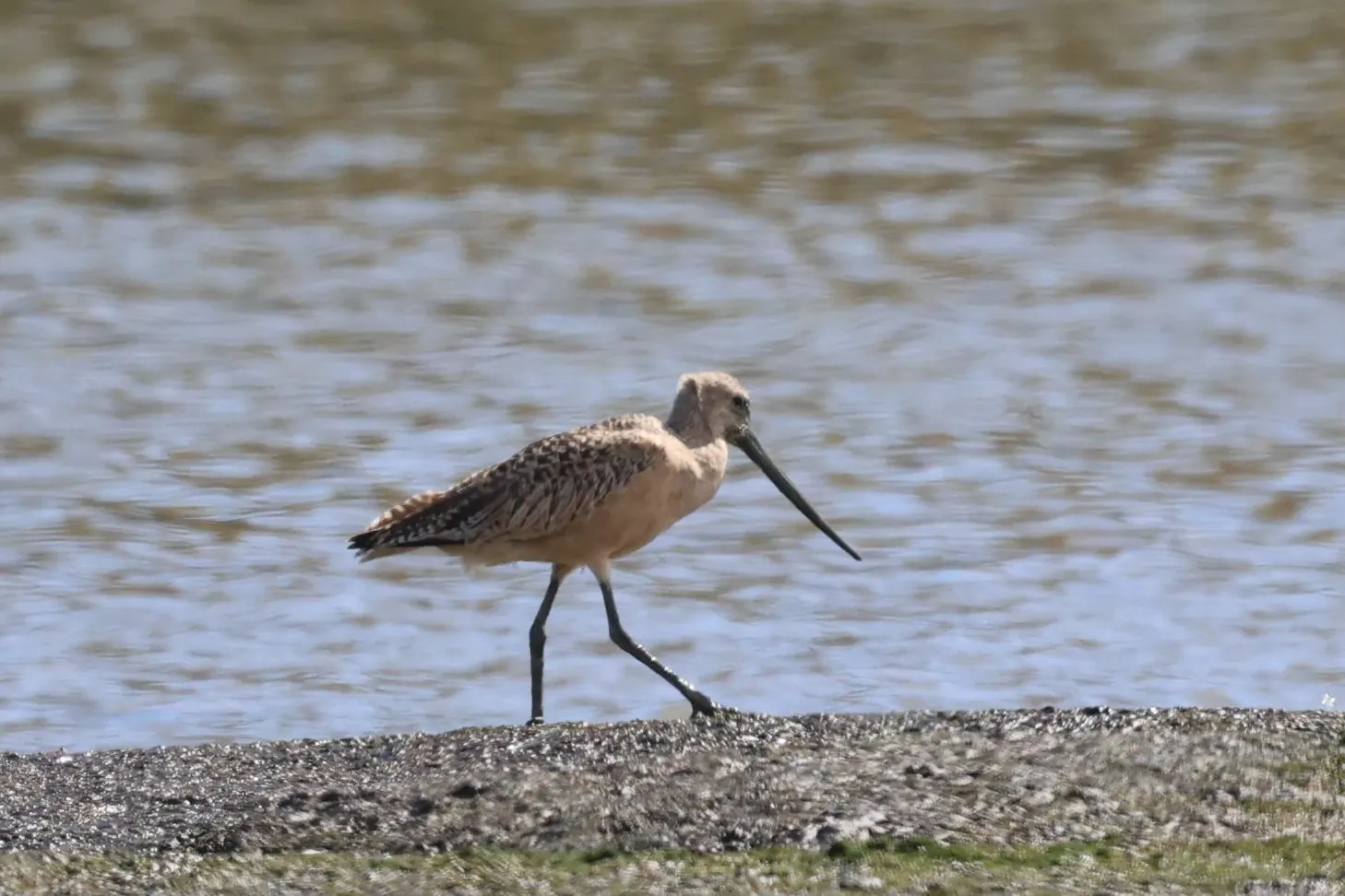 A Marbled Godwit walking across an exposed mudflat.