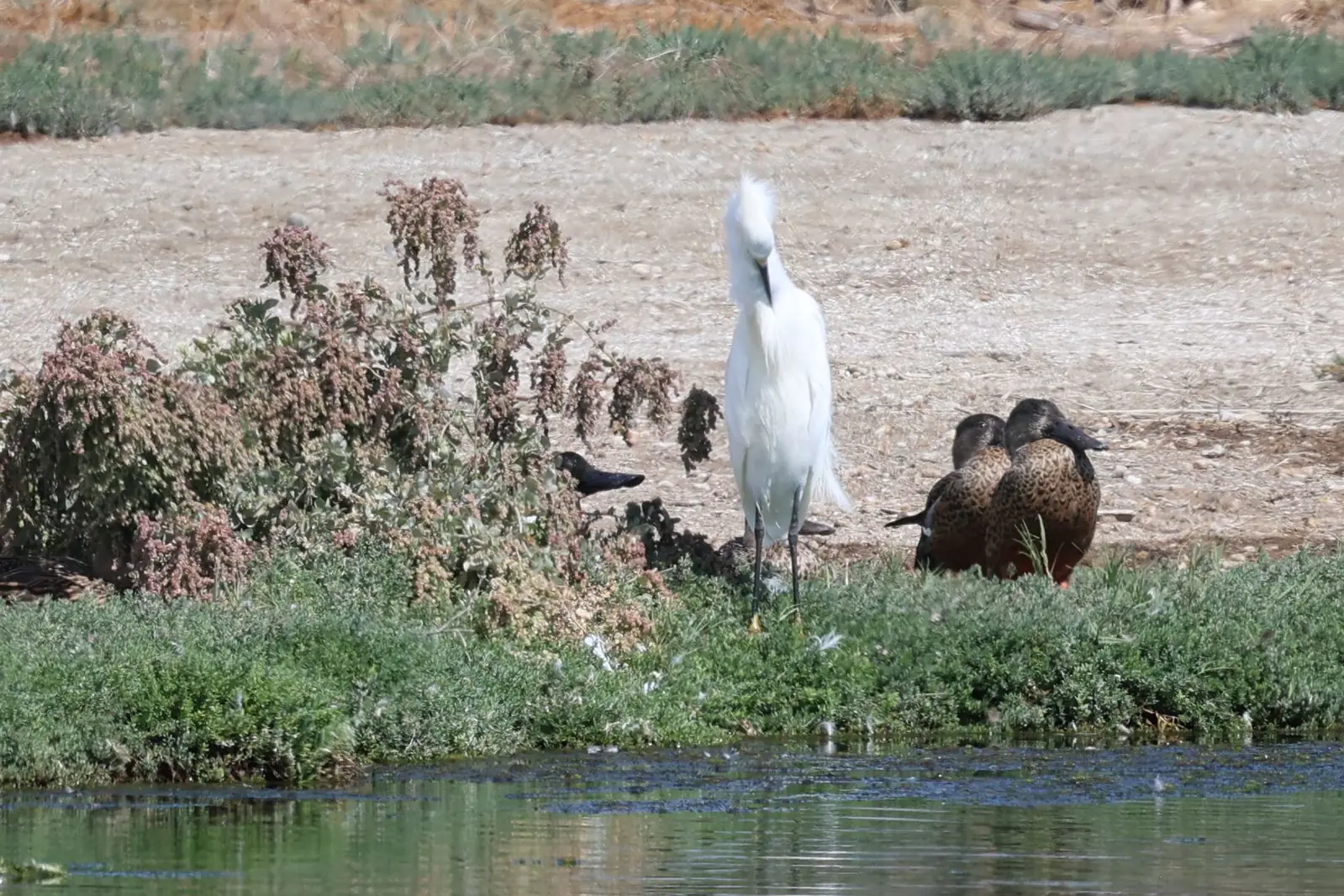 A Snowy Egret standing among resting Northern Shovelers beside a wetland.