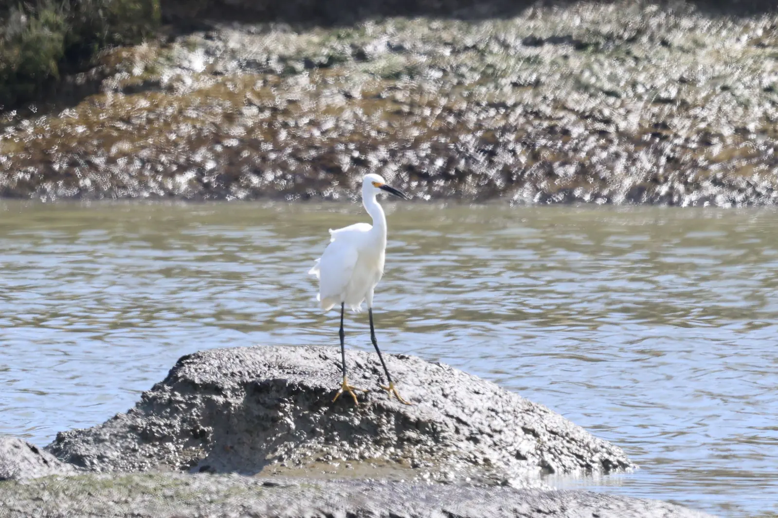 A Snowy Egret with a black bill and yellow feet standing on a small mudflat.