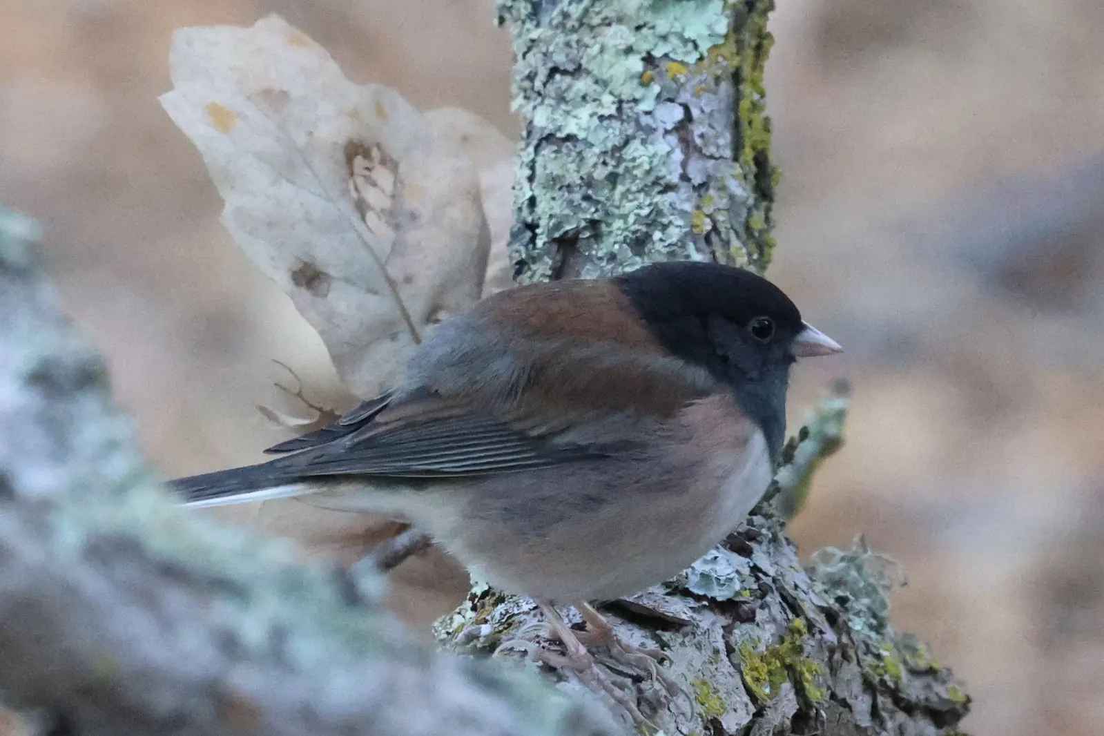 A dark-hooded Dark-eyed Junco perched on a lichen-covered branch.