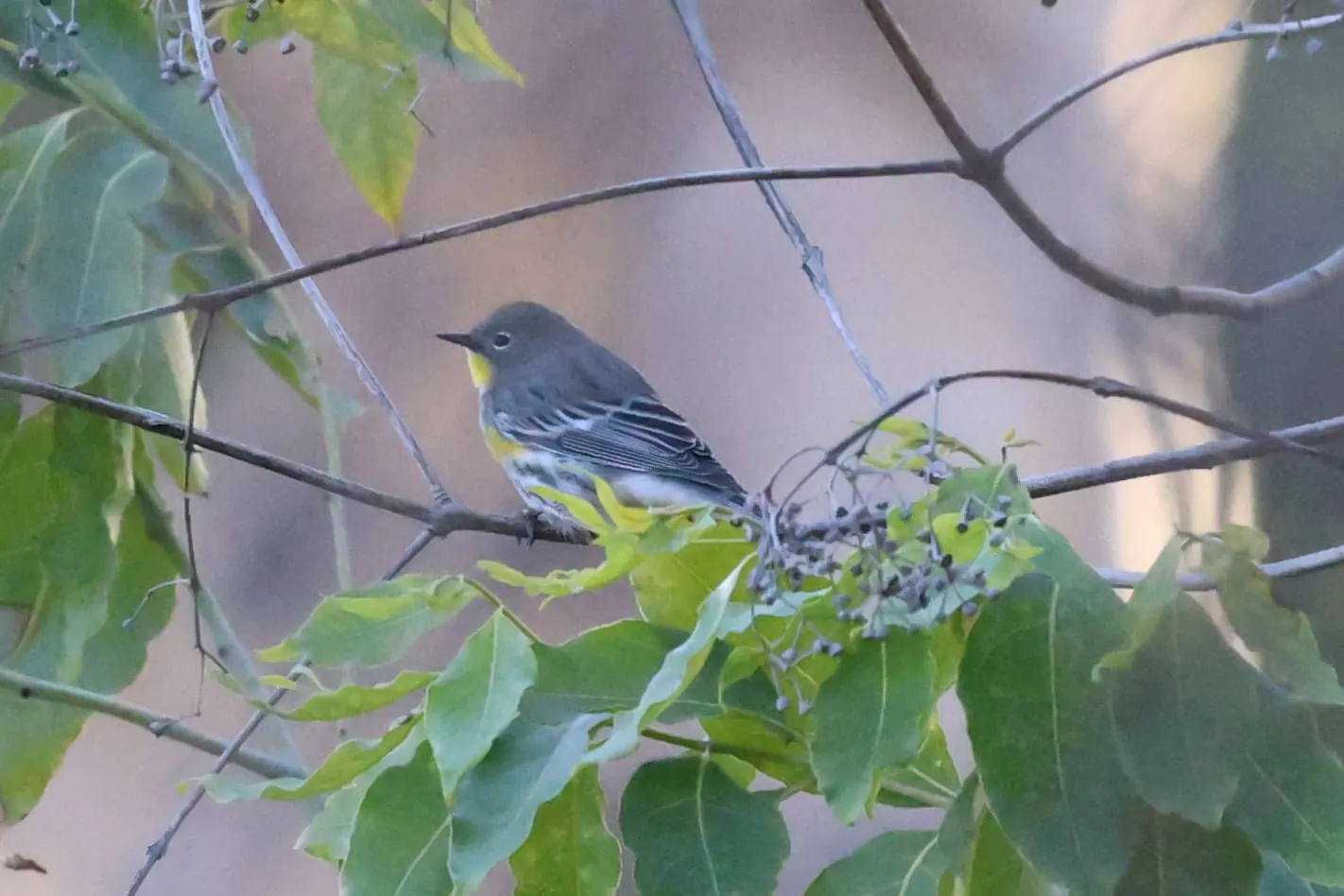 A Yellow-rumped Warbler with a yellow throat perched among leaves and berry stalks.