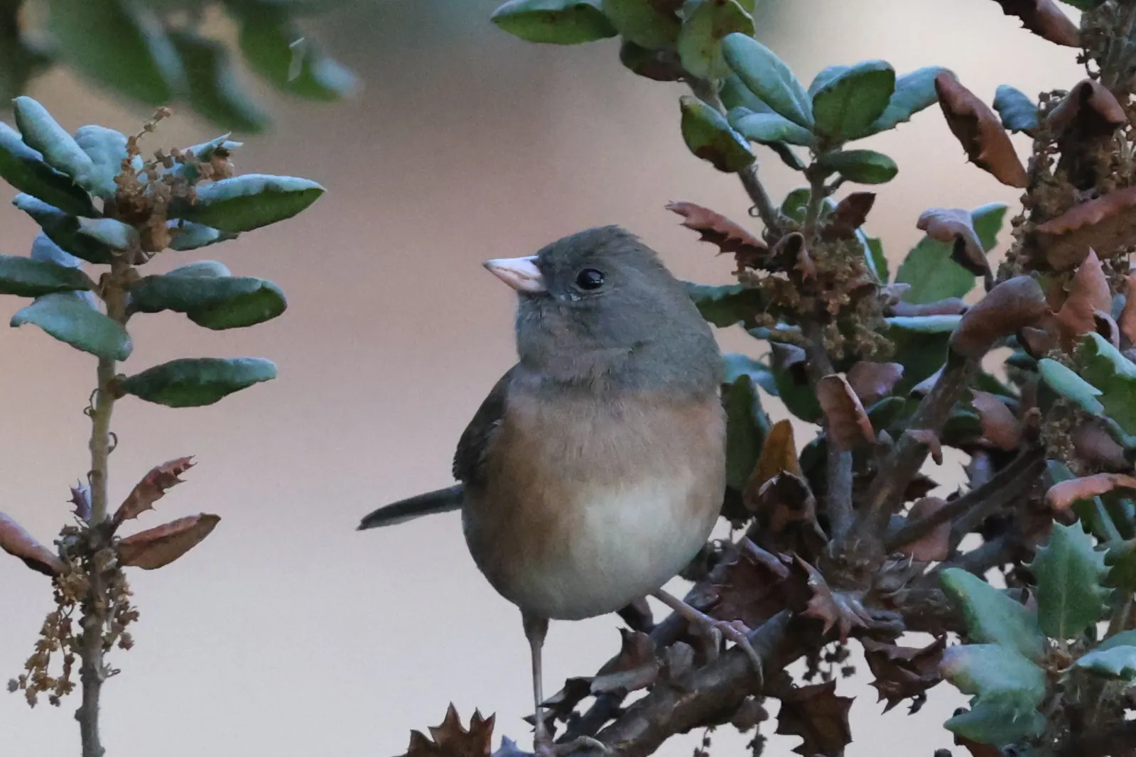 A grey-headed Dark-eyed Junco perched among oak leaves.