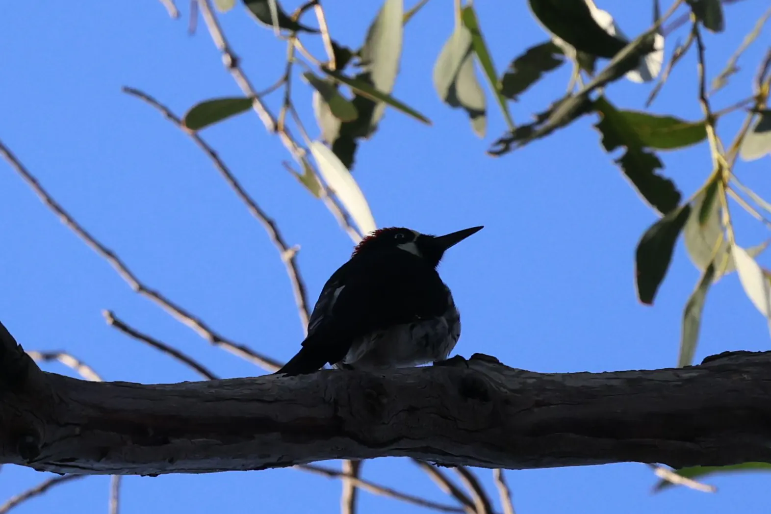 An Acorn Woodpecker with a red crown and pale face resting on a shaded branch.