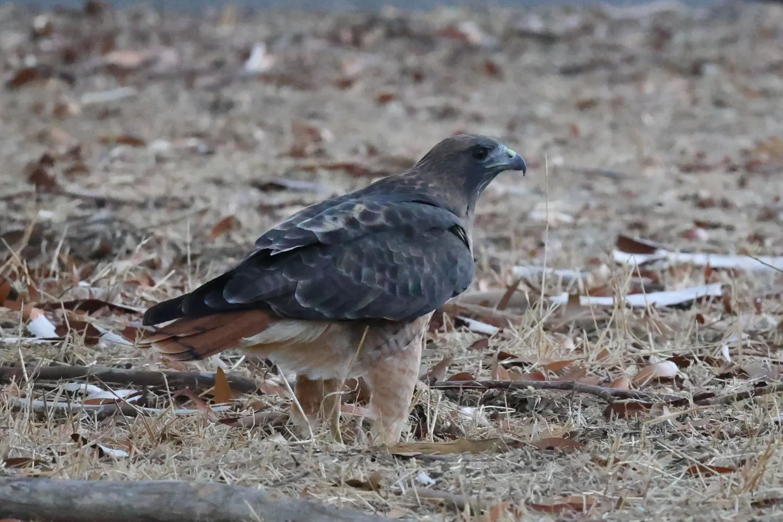 A Red-tailed Hawk standing on dry leaf litter, with its reddish tail visible.