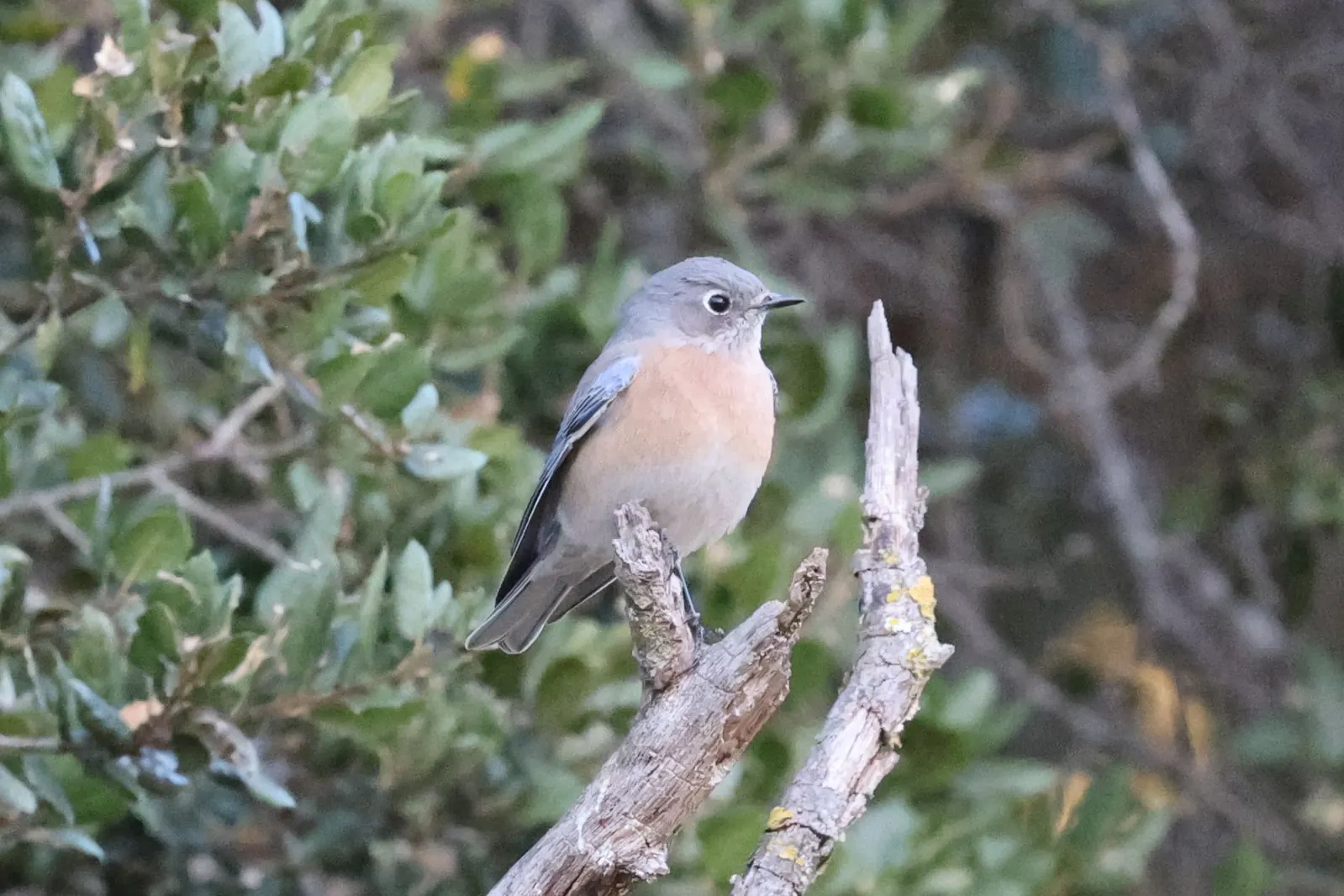 A Western Bluebird with blue-grey wings and a rusty breast perched on a dead branch.