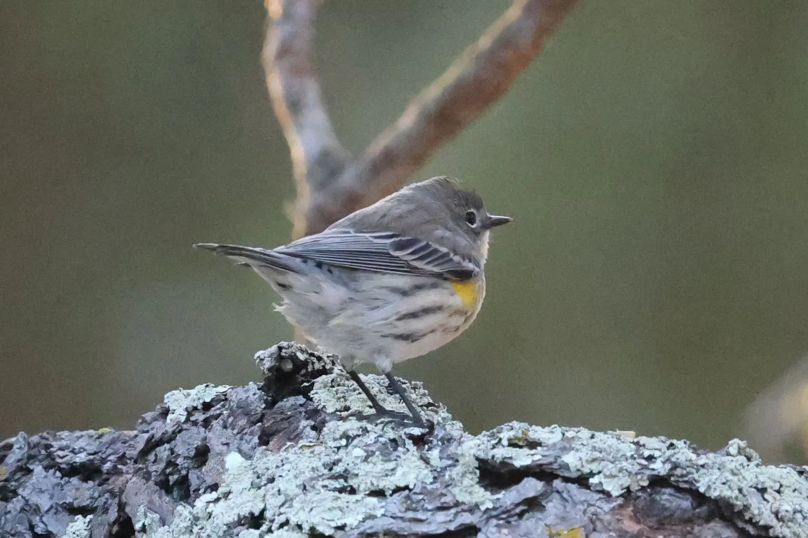 A Yellow-rumped Warbler with a yellow flank patch standing on lichen-covered bark.