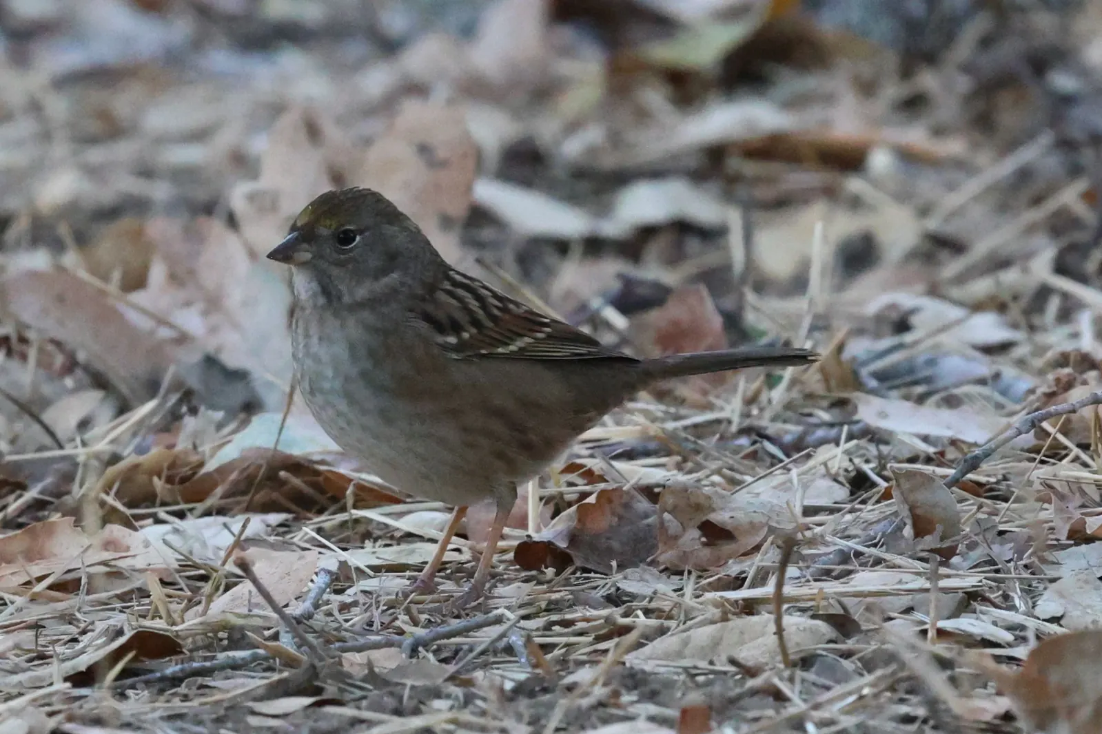 A Golden-crowned Sparrow with a muted yellow crown standing among fallen leaves.