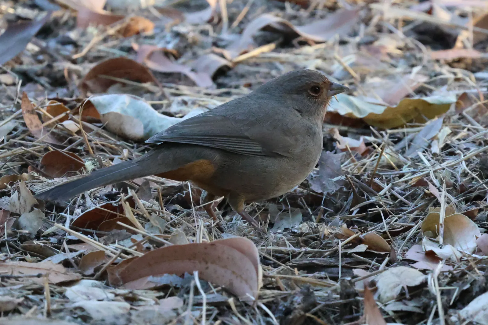A California Towhee with rusty undertail feathers standing in dry leaf litter.