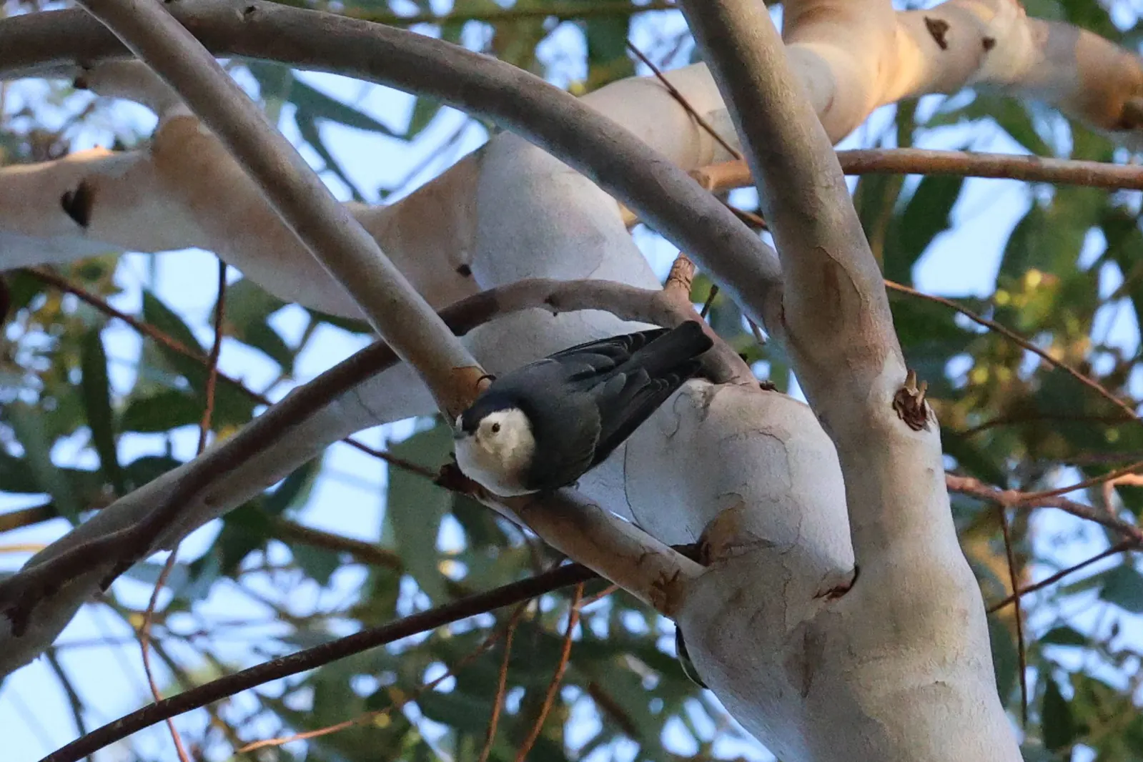 A White-breasted Nuthatch moving headfirst along a pale eucalyptus trunk.