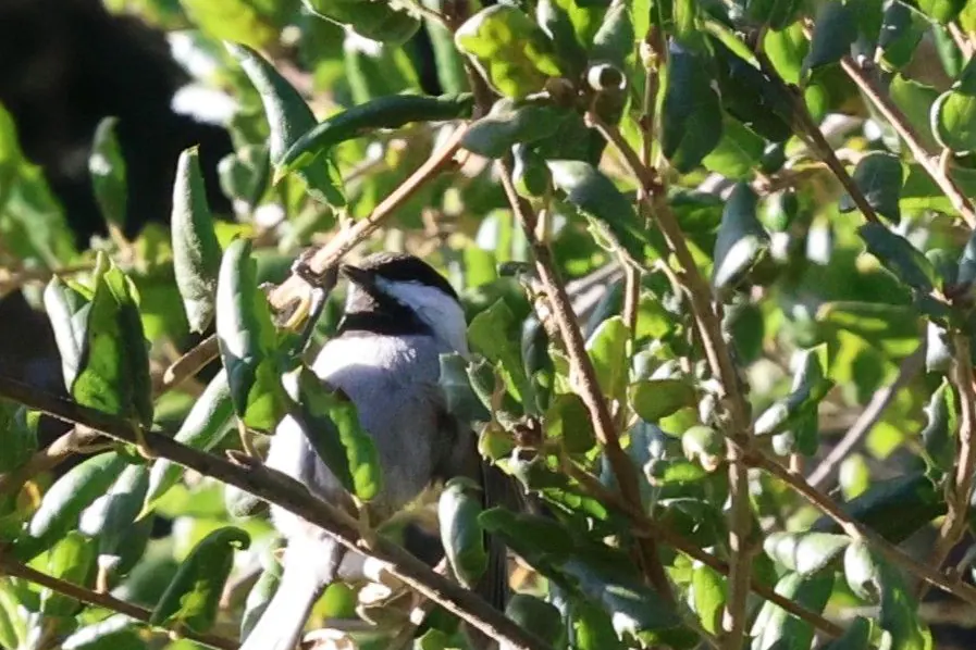 A Chestnut-backed Chickadee with a dark cap and white cheek perched among sunlit green leaves.