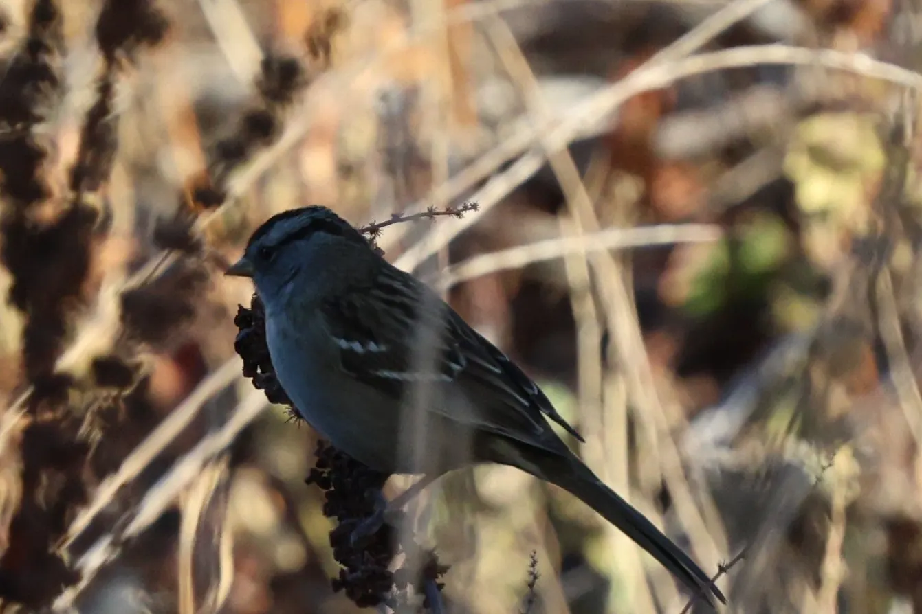 A White-crowned Sparrow with black-and-white head stripes perched on a dry seed stalk.