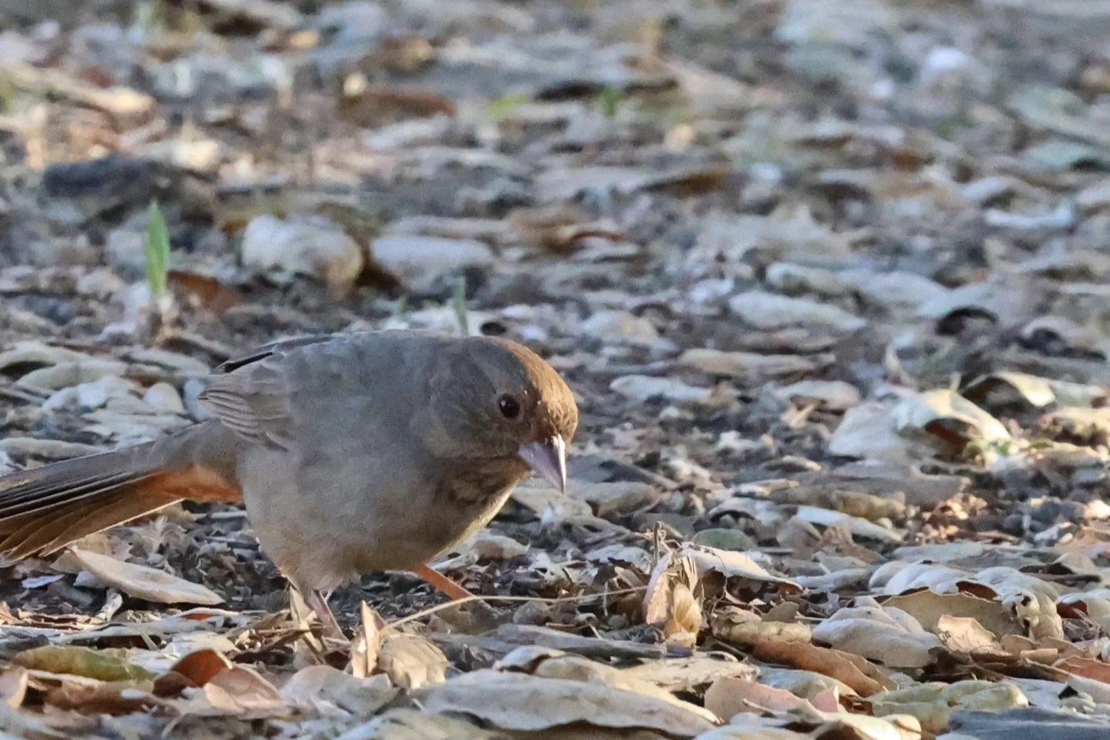A grey-brown California Towhee standing among dry fallen leaves, with rusty colour beneath its tail.