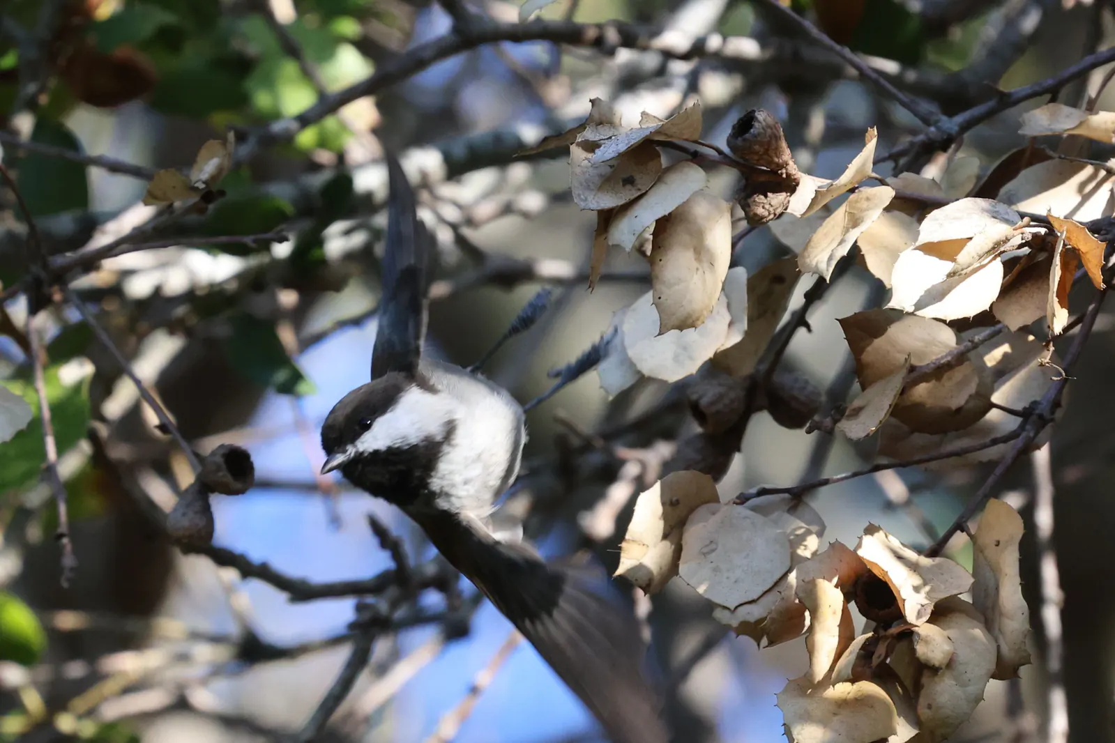 A Chestnut-backed Chickadee twisting between branches with its wings open among curled dry leaves.