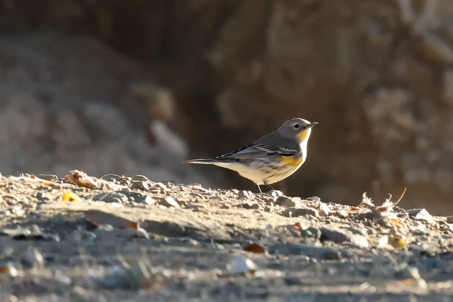 A small Yellow-rumped Warbler with a yellow throat and side patch standing in sunlight near the base of a large tree.