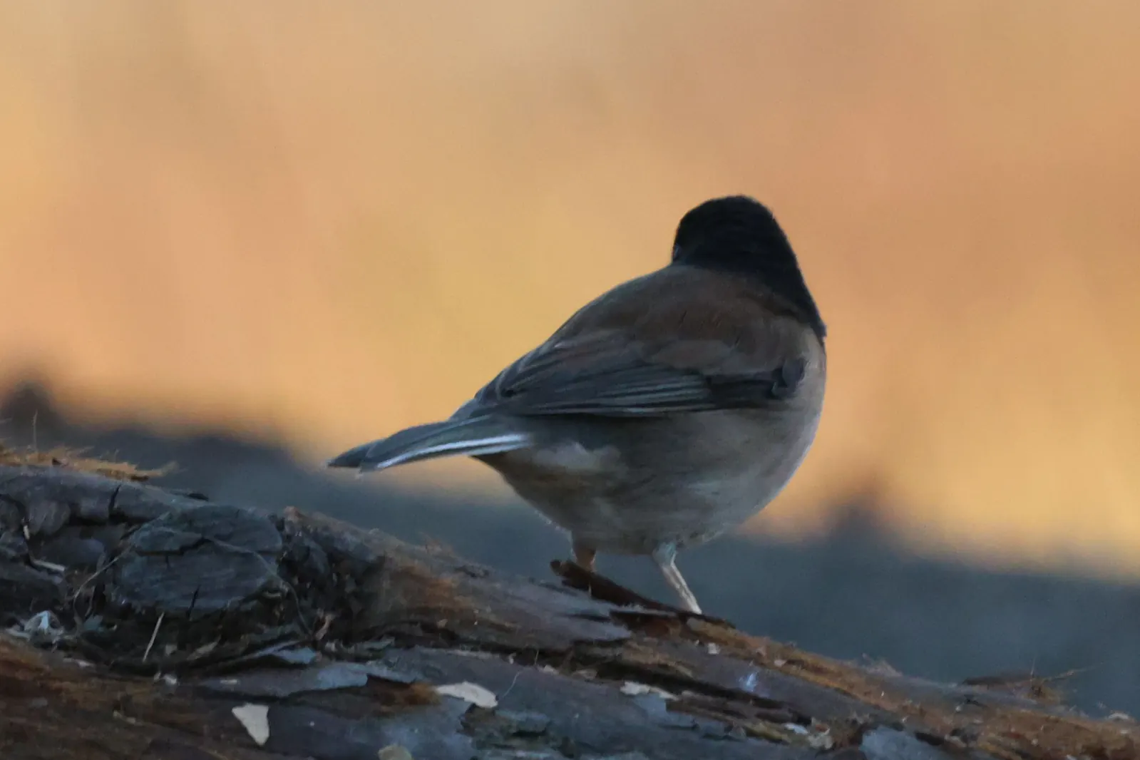 A Dark-eyed Junco seen from behind on a fallen log, showing a dark hood, brown back and pale outer tail feathers.