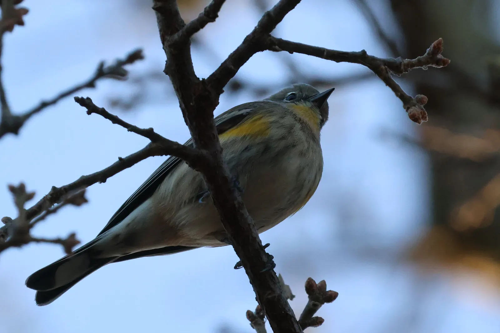 A Yellow-rumped Warbler viewed from below, perched on a twig with a yellow throat and yellow patch on its side.