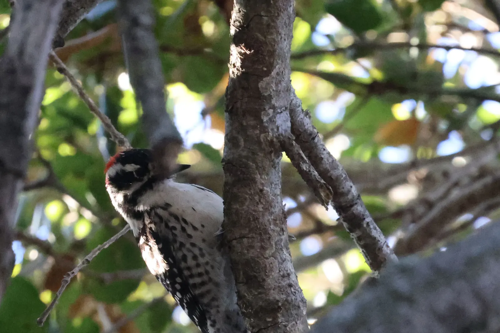 A Nuttall’s Woodpecker clinging to a tree trunk, with black-and-white plumage and red on the back of its head.