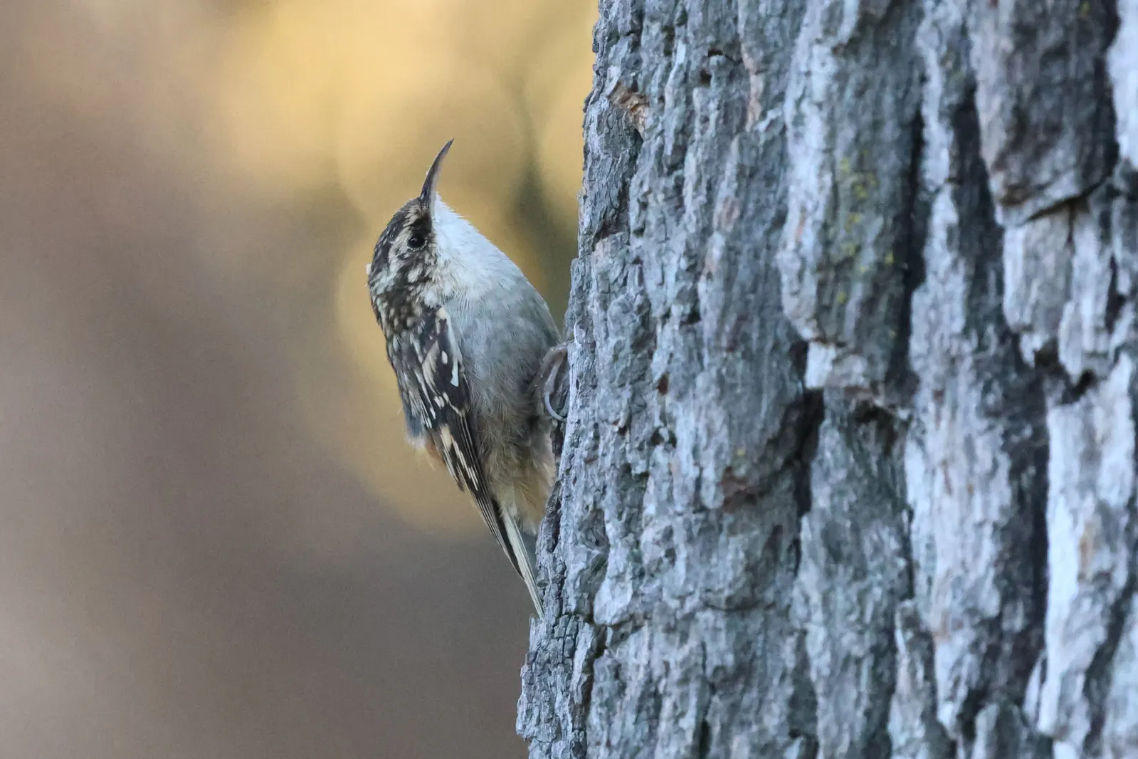 A Brown Creeper clinging upright to a tree trunk, with a slender curved bill and mottled brown-and-white plumage.