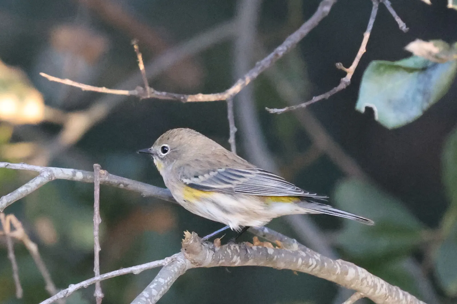 A Yellow-rumped Warbler in side profile on a branch, showing a bright yellow rump, yellow side patch and pale eye ring.