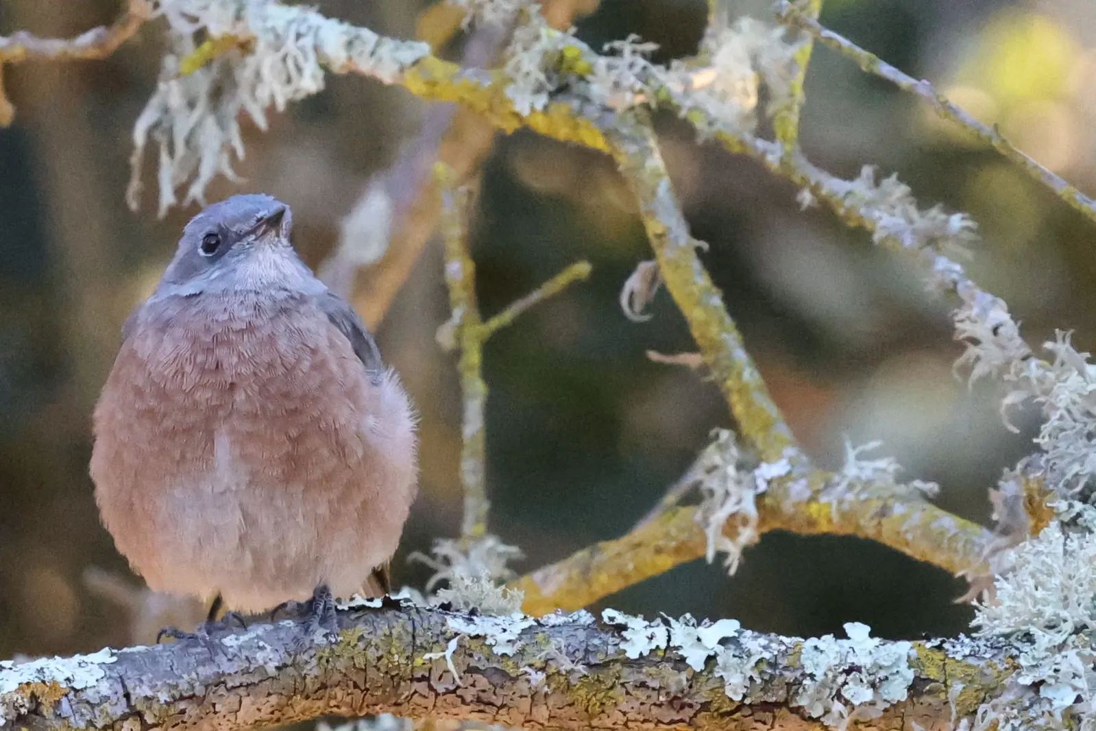 A round Western Bluebird with a blue-grey head and rusty breast perched among branches covered in pale lichen.