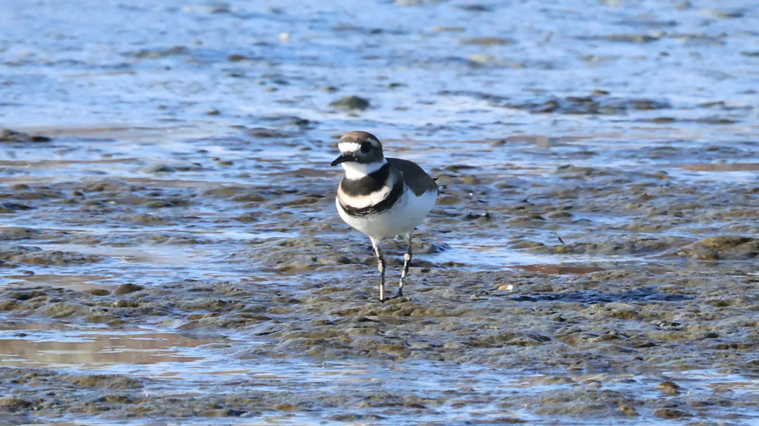A Killdeer with two dark breast bands standing on a wet mudflat.
