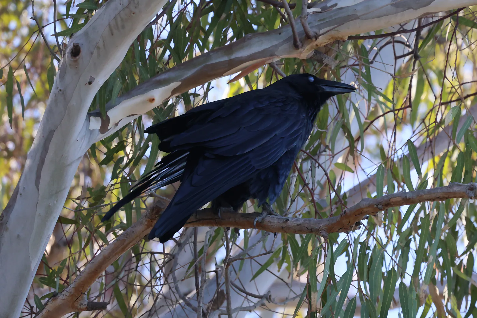 An American Crow perched among eucalyptus branches, with its dark plumage lit by filtered sunlight.