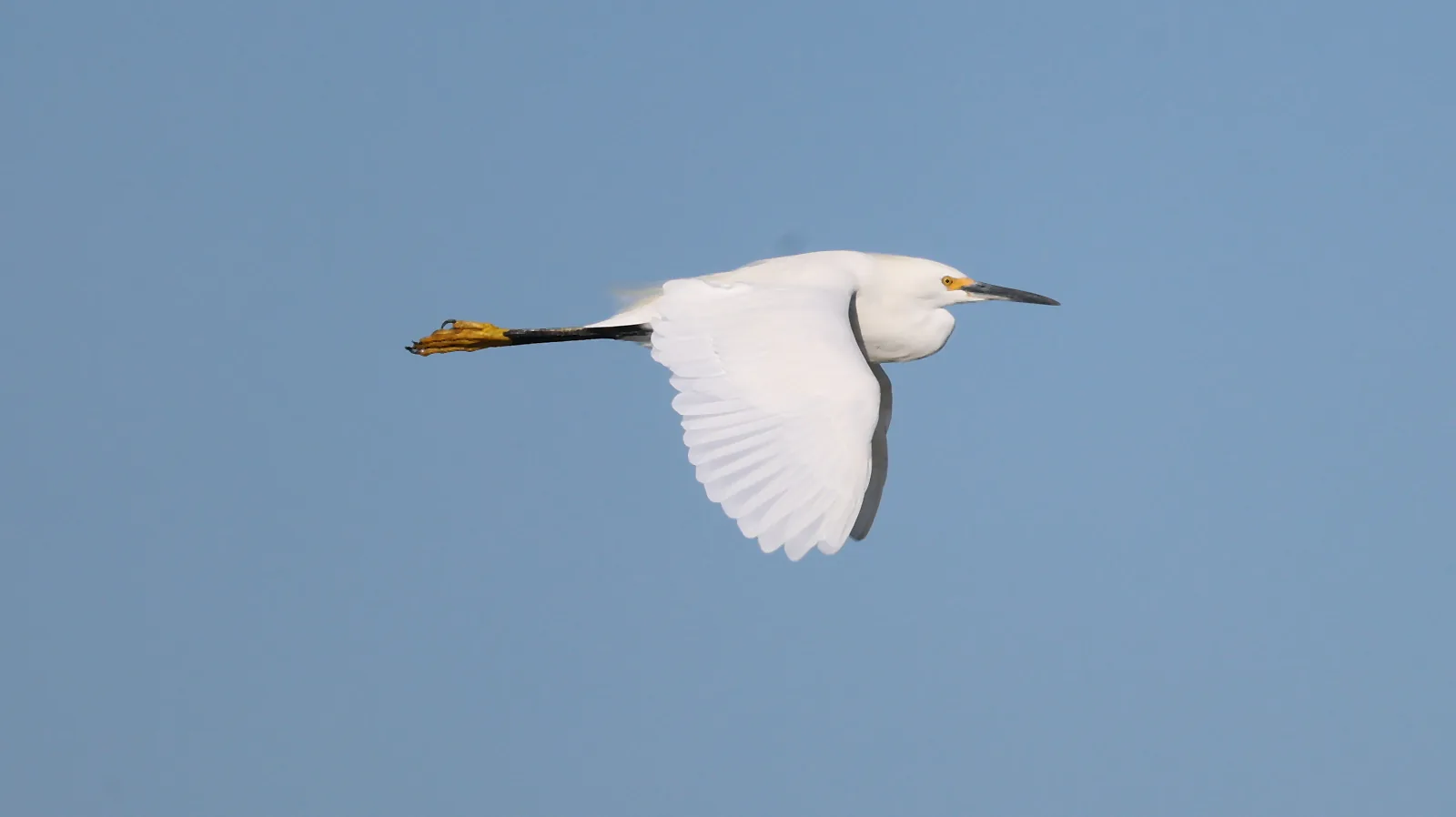 A Snowy Egret flying across blue sky, with black legs and yellow feet trailing behind.