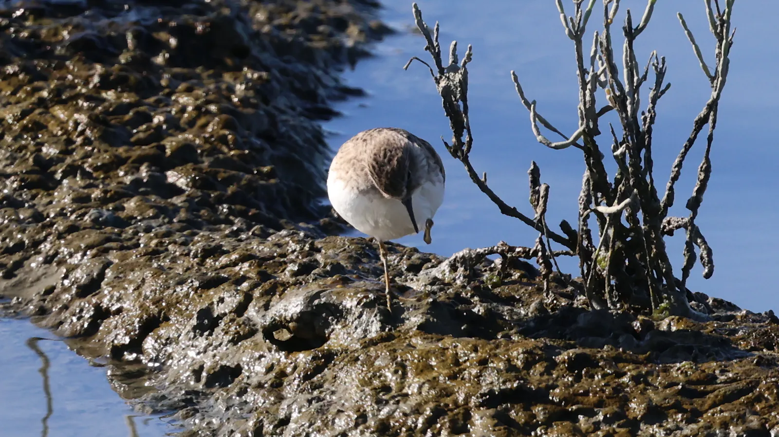 A grey-brown shorebird, probably a yellowlegs, resting on one leg beside salt-marsh vegetation.