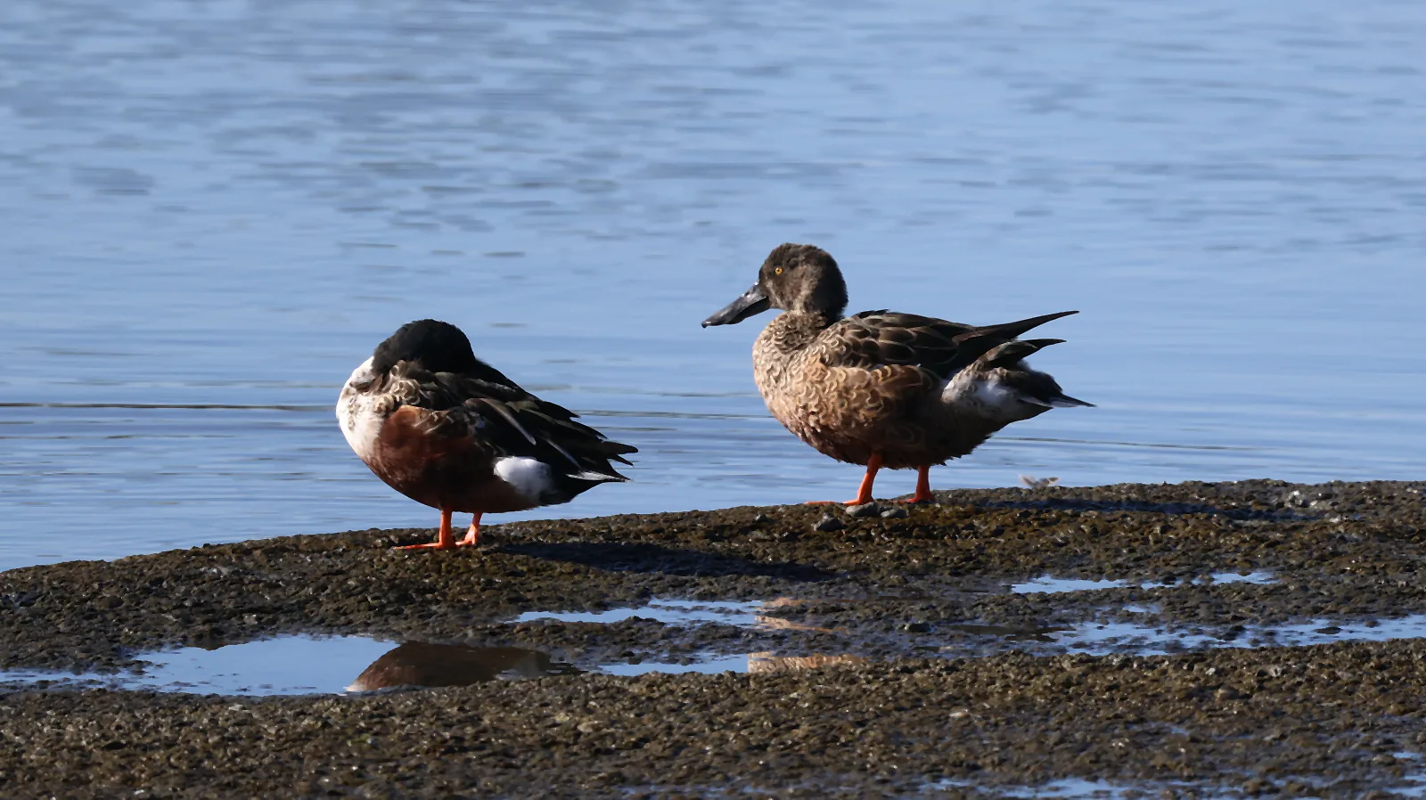 Two Northern Shovelers resting together on a narrow mudflat beside blue water.