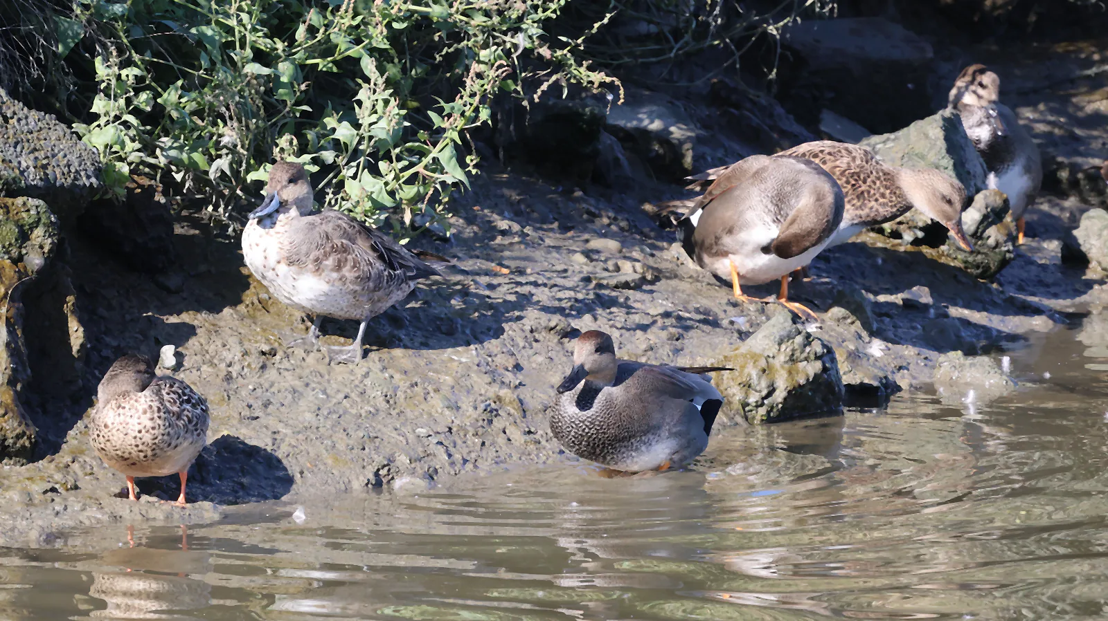 A mixed group of dabbling ducks, including a finely patterned Gadwall at the water’s edge and a slender Northern Pintail farther back.