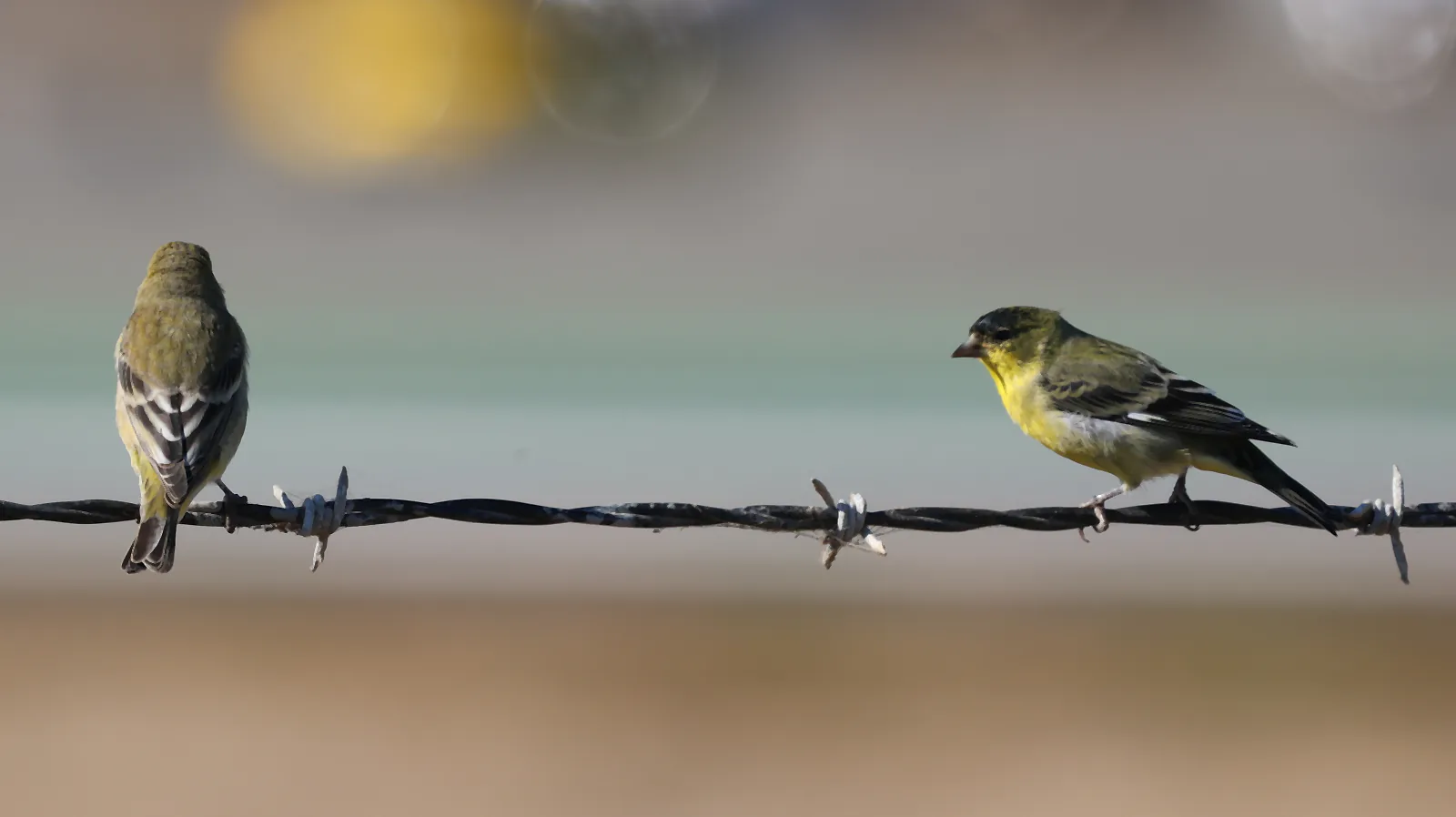 Two yellow-green Lesser Goldfinches perched on the same wire, one facing away and the other in profile.