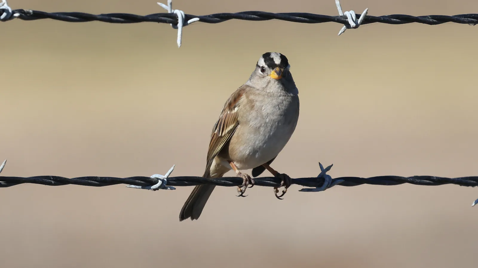 A White-crowned Sparrow with black-and-white crown stripes and a yellow-orange bill perched on a wire.