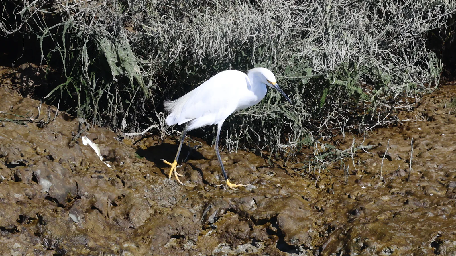 A Snowy Egret walking beside a tidal channel, its yellow feet visible against the muddy bank.