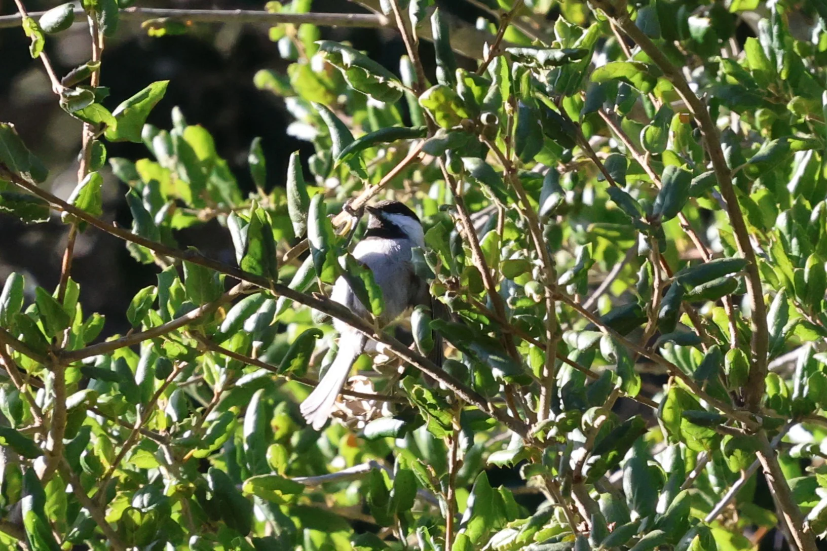 A Chestnut-backed Chickadee with a dark cap and white cheek perched among sunlit green leaves.