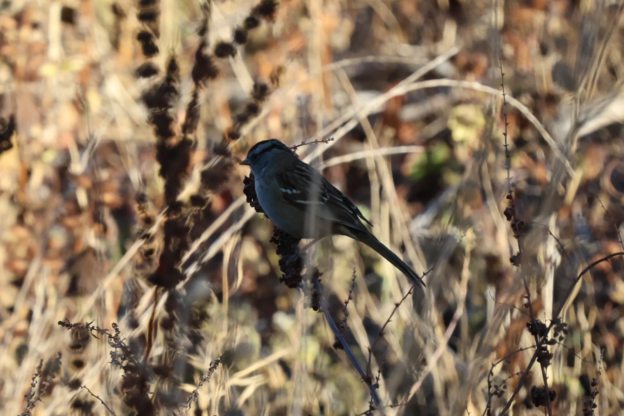 A White-crowned Sparrow with black-and-white head stripes perched on a dry seed stalk.