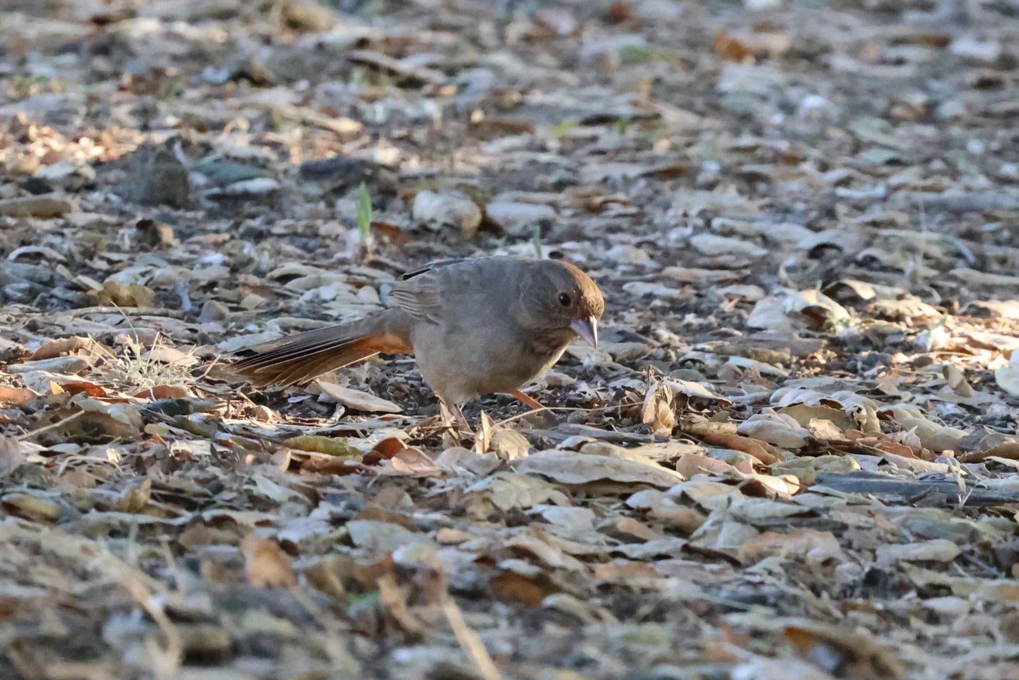 A grey-brown California Towhee standing among dry fallen leaves, with rusty colour beneath its tail.