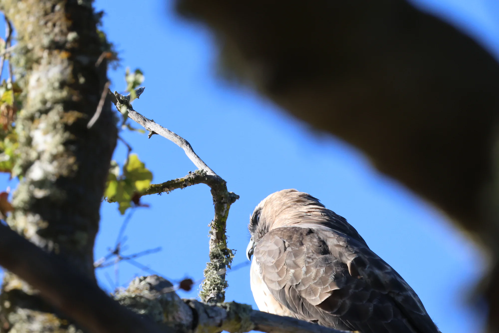 A large brown hawk, tentatively identified as a Red-tailed Hawk, resting on a branch against blue sky, partly hidden by foreground branches.