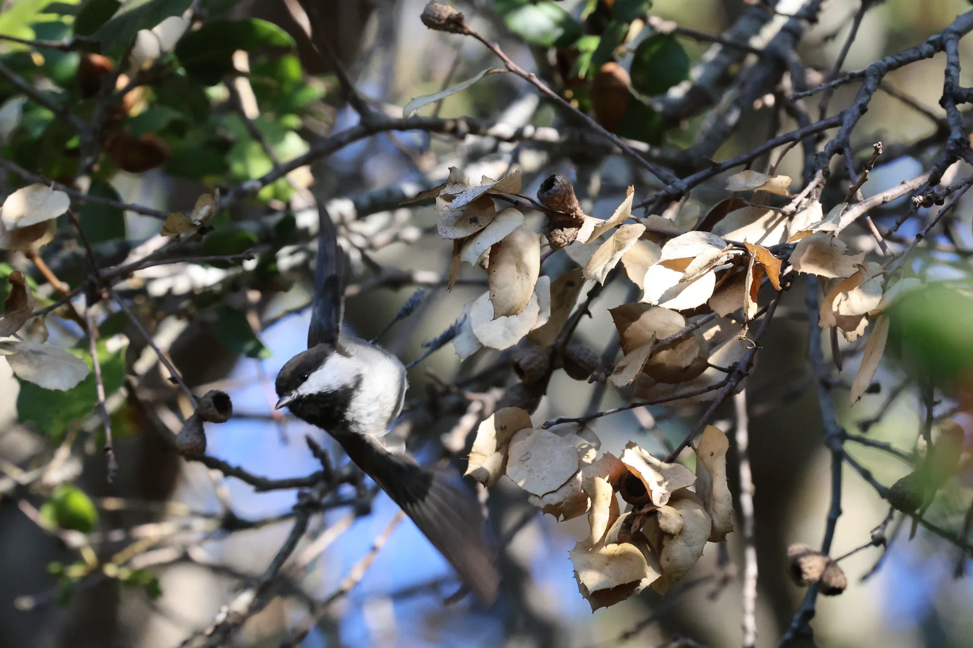 A Chestnut-backed Chickadee twisting between branches with its wings open among curled dry leaves.