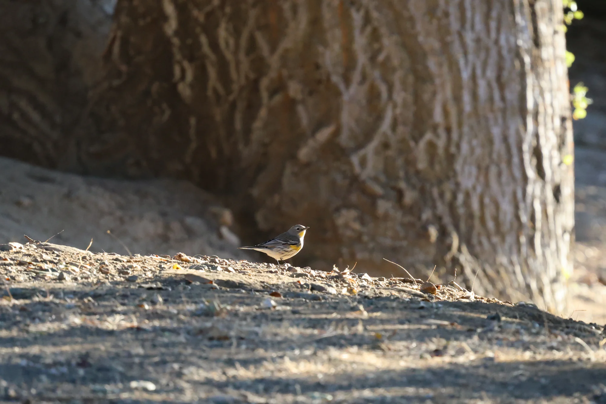A small Yellow-rumped Warbler with a yellow throat and side patch standing in sunlight near the base of a large tree.