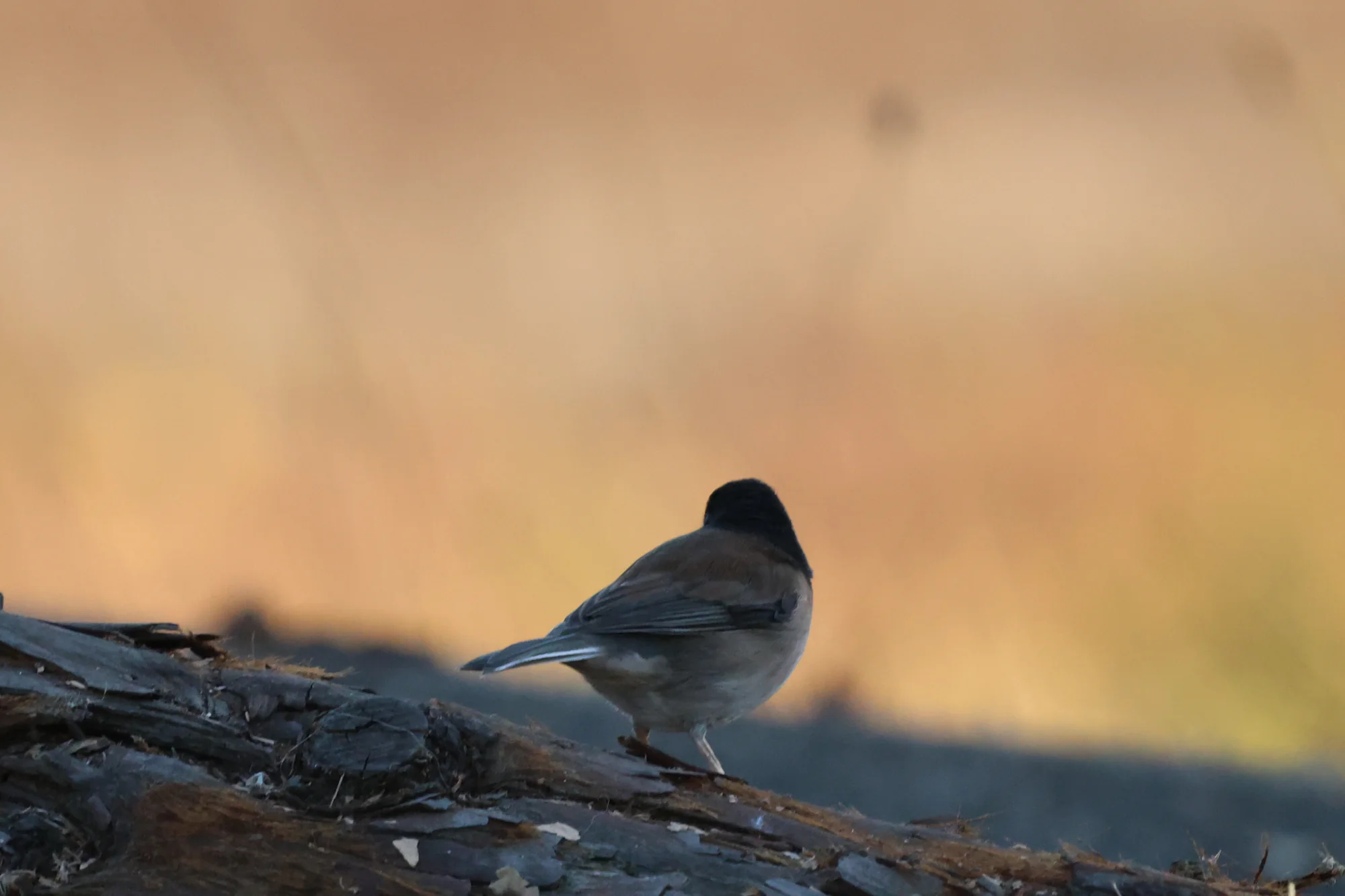 A Dark-eyed Junco seen from behind on a fallen log, showing a dark hood, brown back and pale outer tail feathers.