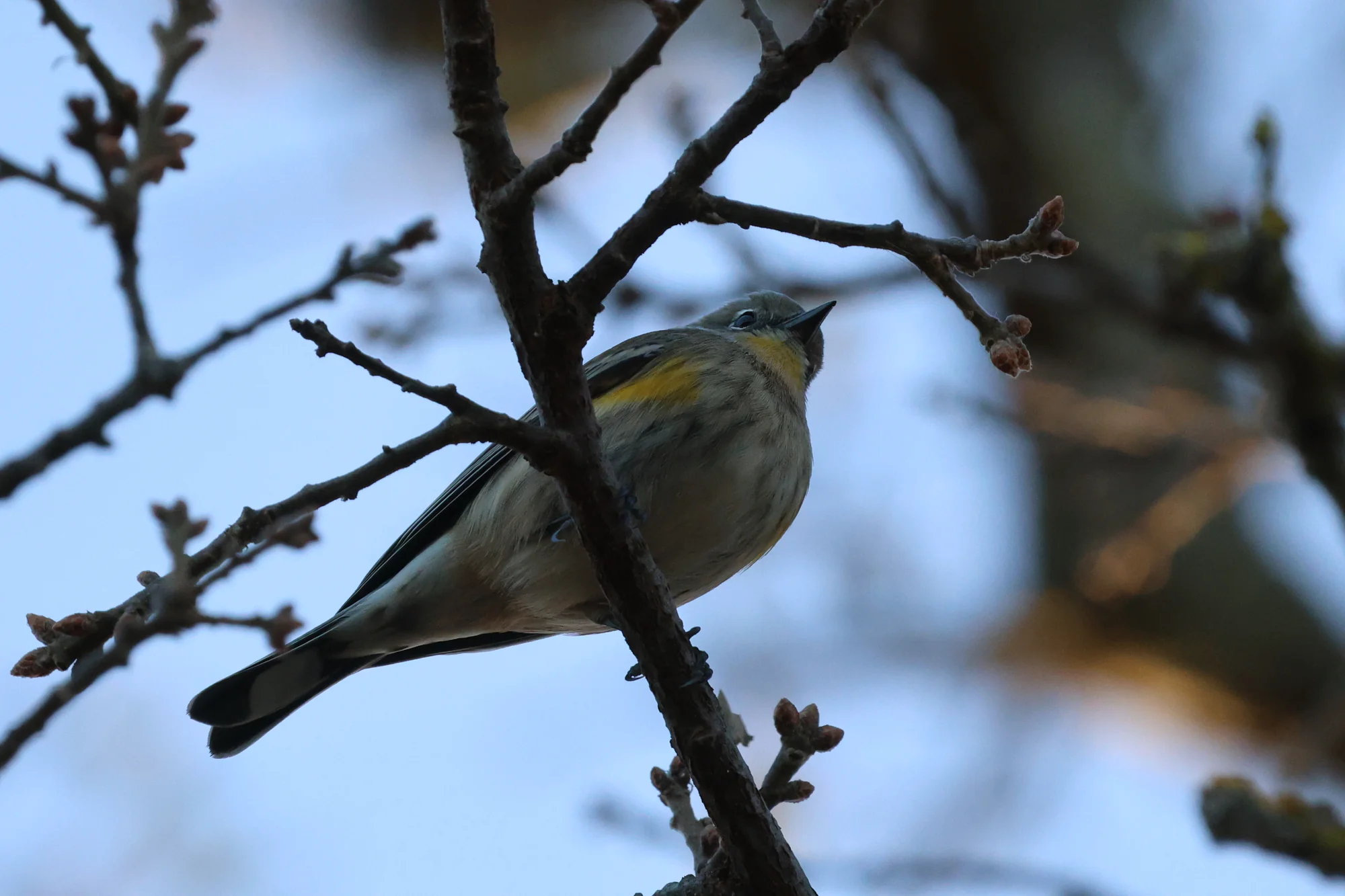 A Yellow-rumped Warbler viewed from below, perched on a twig with a yellow throat and yellow patch on its side.